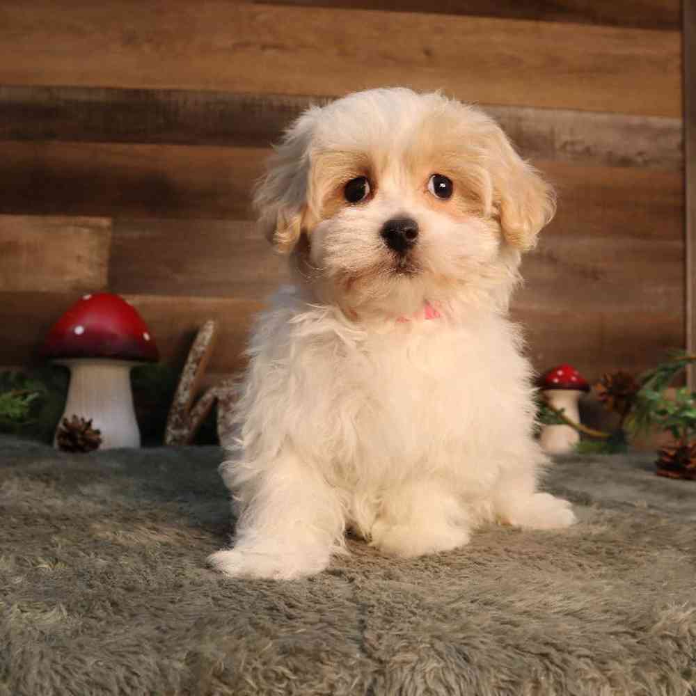 Female Malshi Puppy for Sale in Blaine, MN