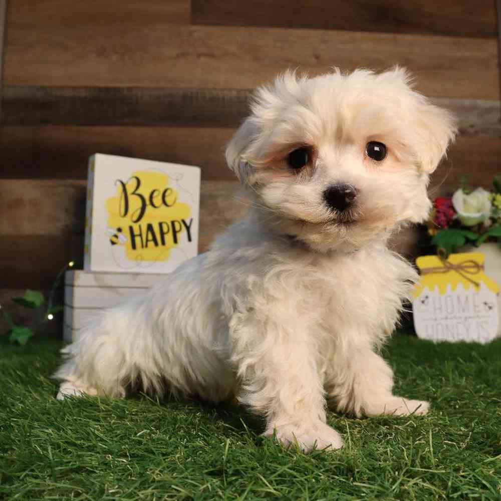 Male Maltipoo Puppy for Sale in Blaine, MN