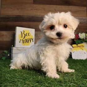 Maltipoo