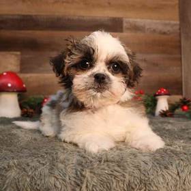 Shih Tzu