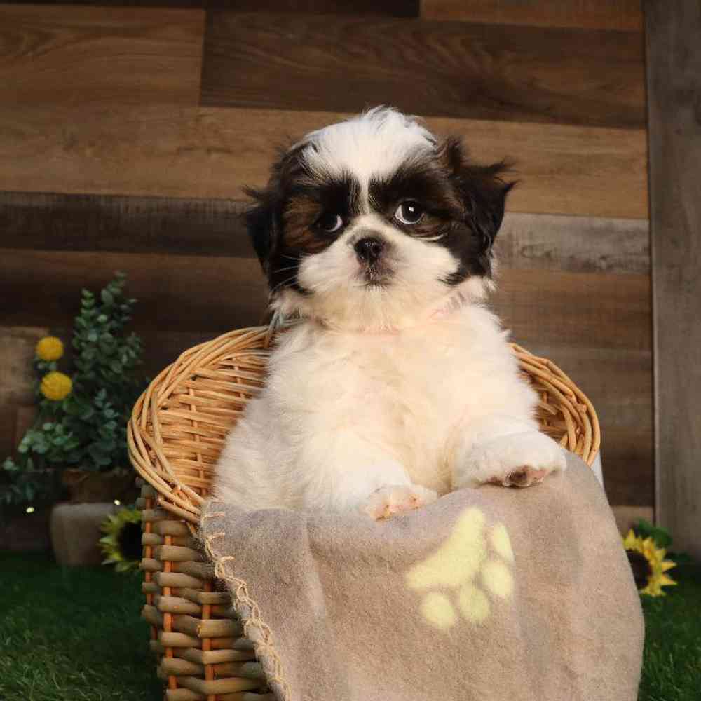 Female Shih Tzu Puppy for Sale in Blaine, MN