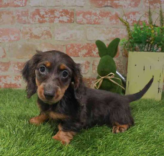 Dachshund