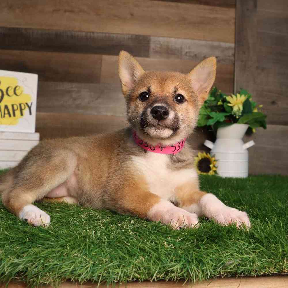 Image of a pet breed in the gallery