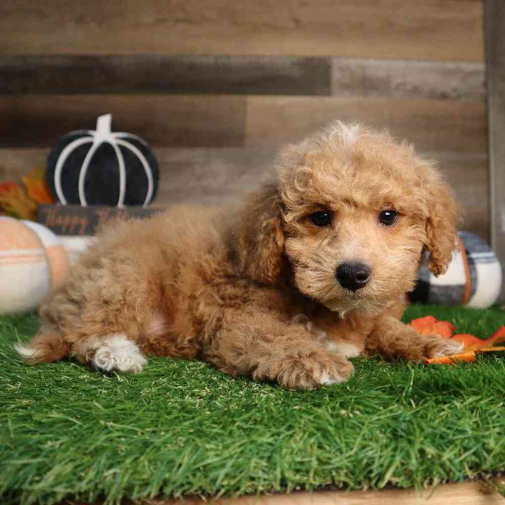 carousel pet images