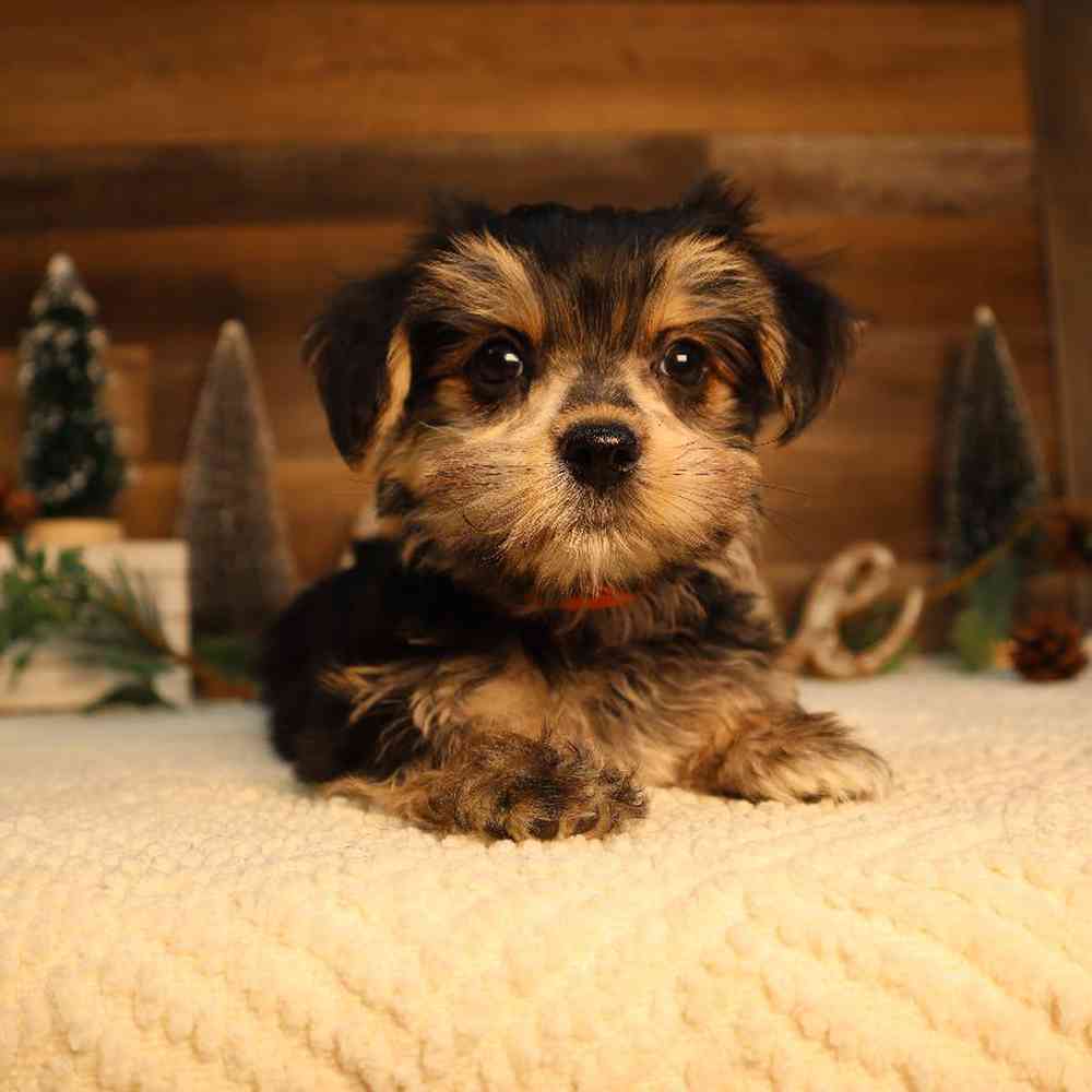 Male Morkie Puppy for Sale in Blaine, MN