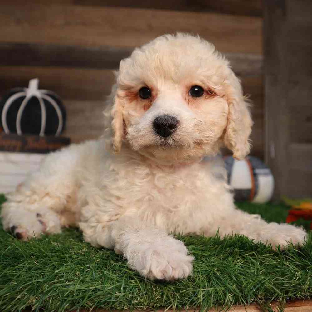 carousel pet images