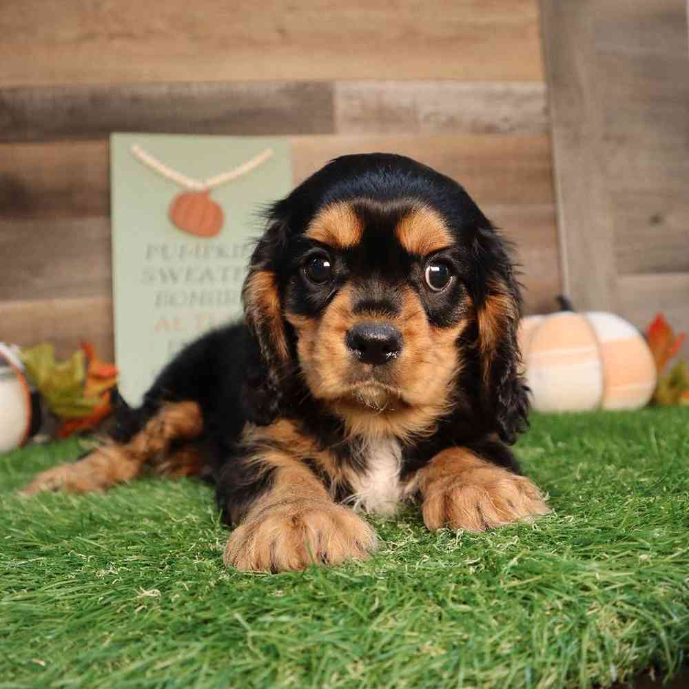 Male Cavalier King Charles Spaniel Puppy for Sale in Blaine, MN
