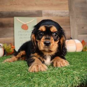 Cavalier King Charles Spaniel