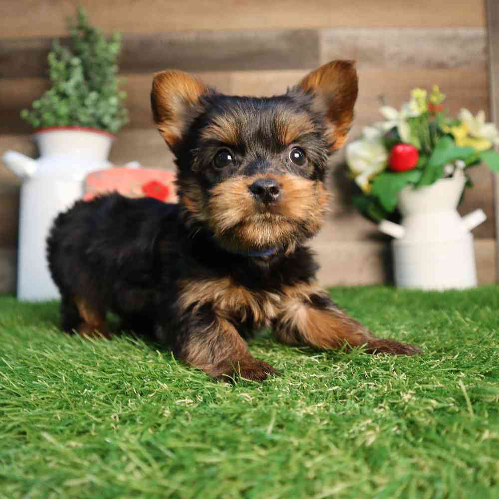 Image of a pet breed in the gallery