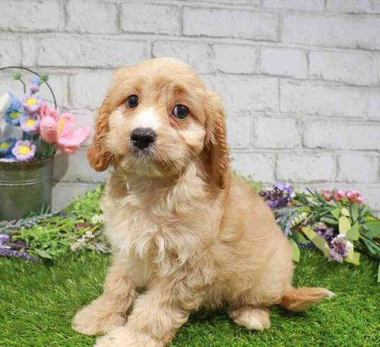 Cavapoo