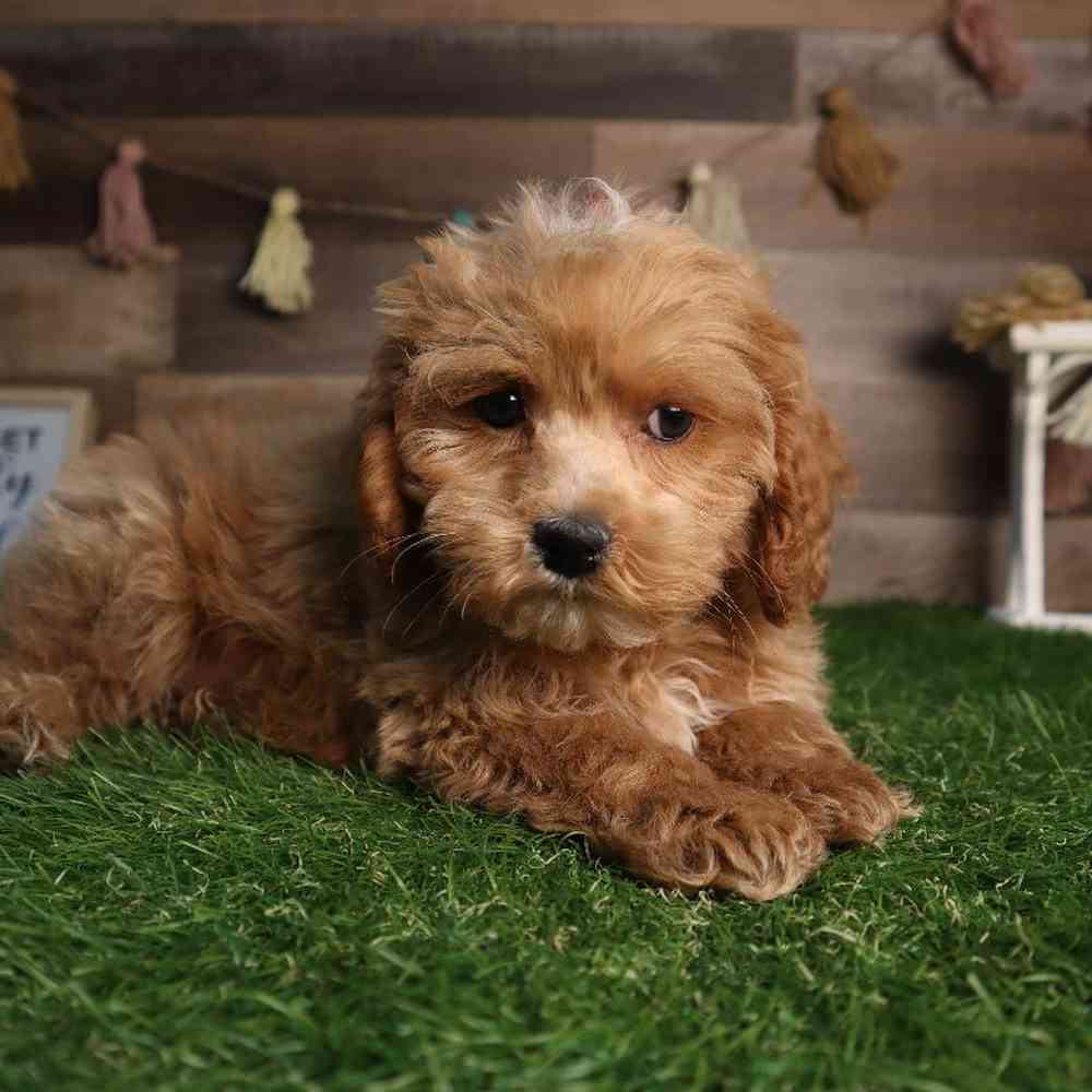 carousel pet images