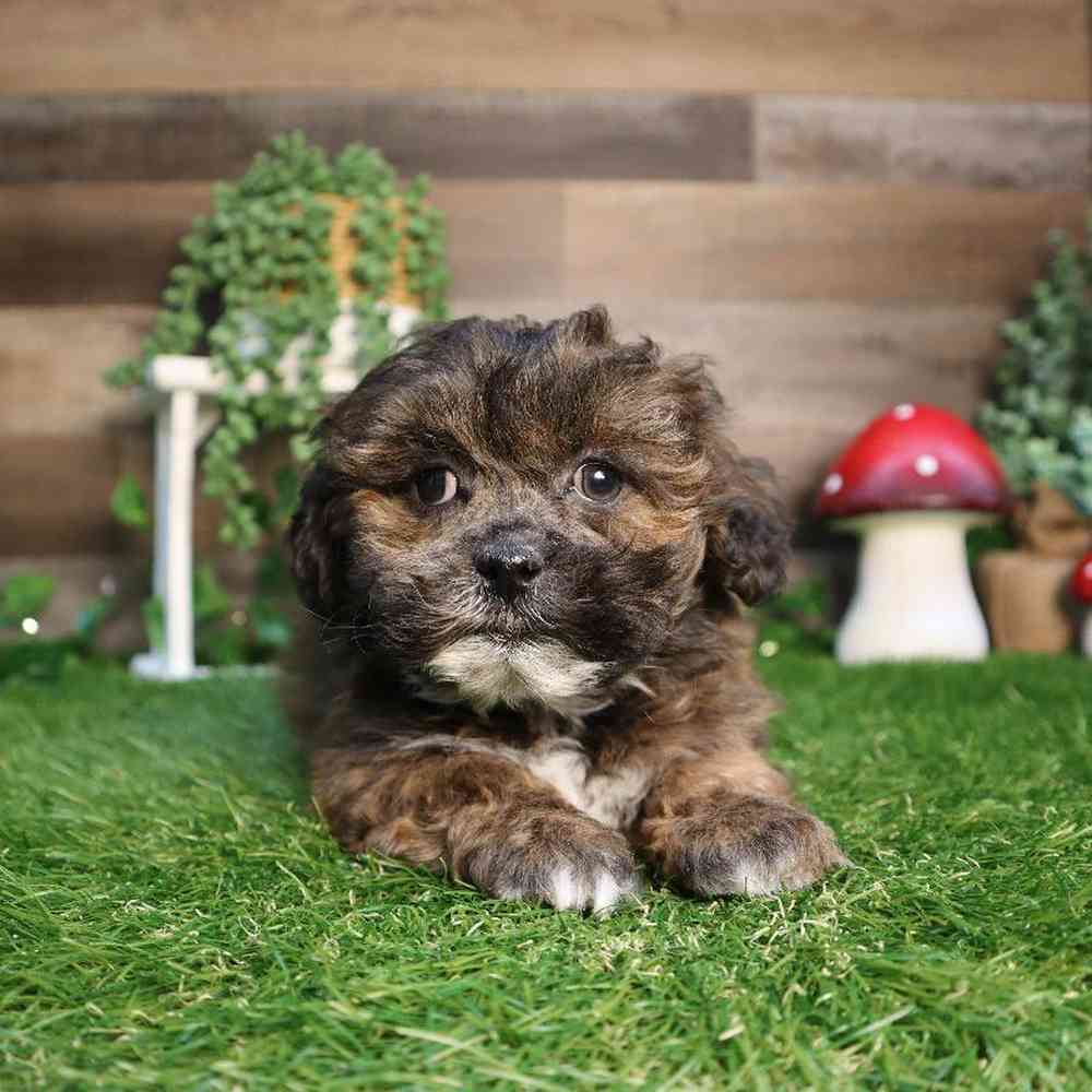 carousel pet images
