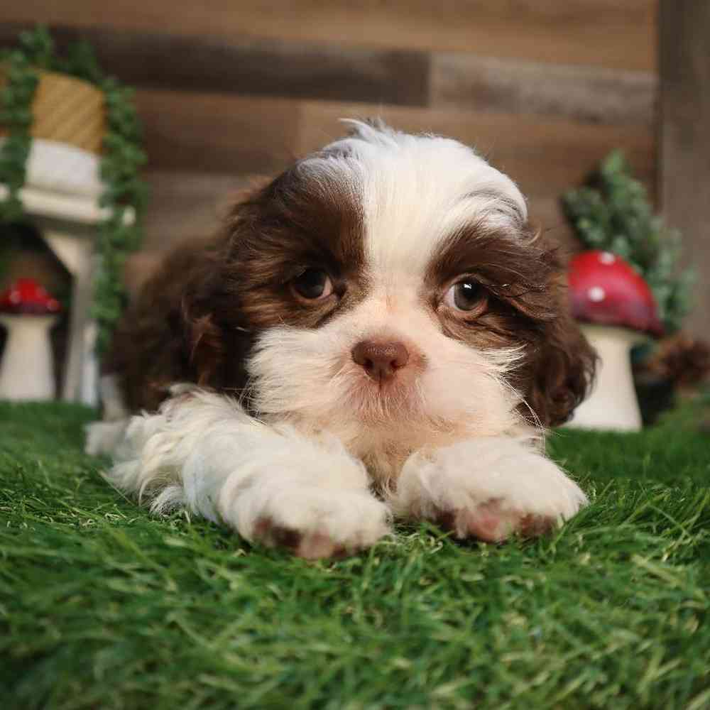 carousel pet images