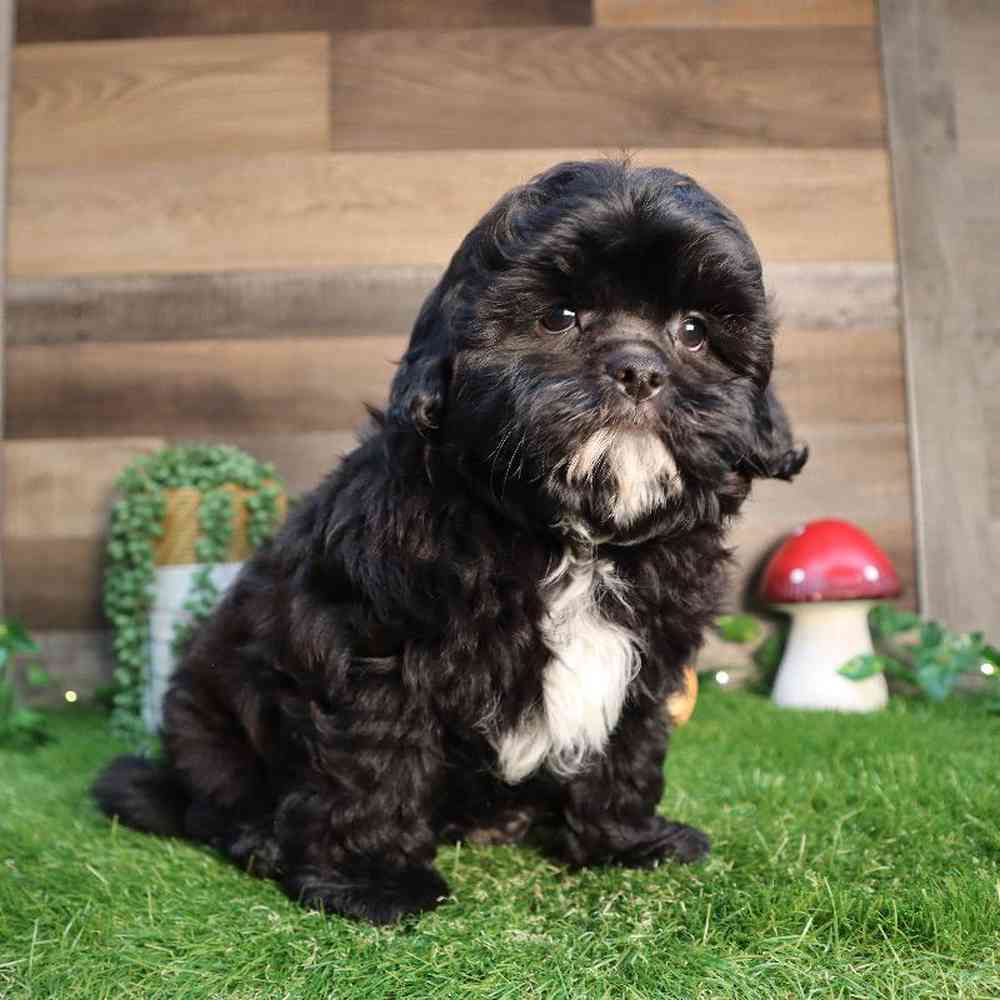 Male Shipoo Puppy for Sale in Blaine, MN
