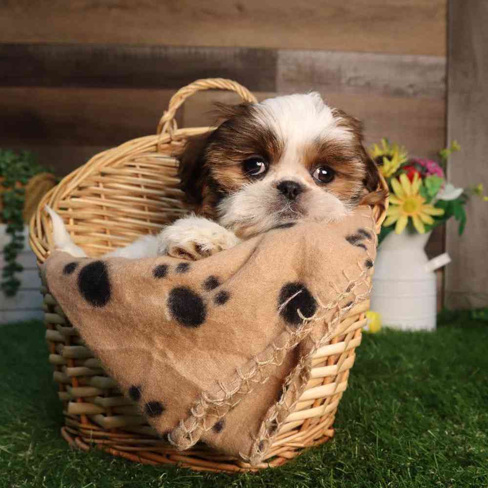 carousel pet images