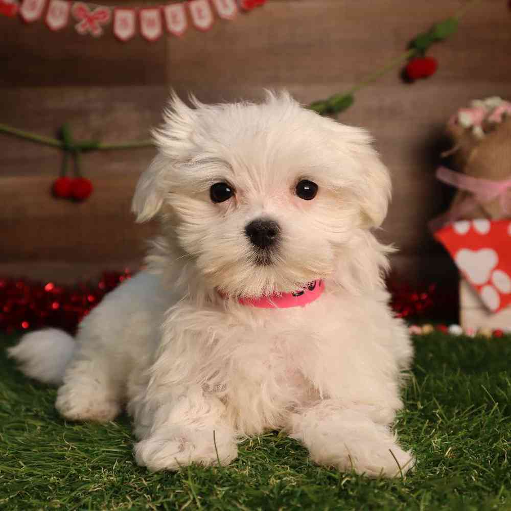 Female Maltese Puppy for Sale in Blaine, MN