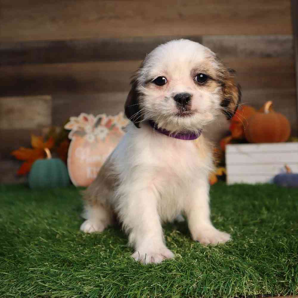 Female Cavatzu Puppy for Sale in Blaine, MN