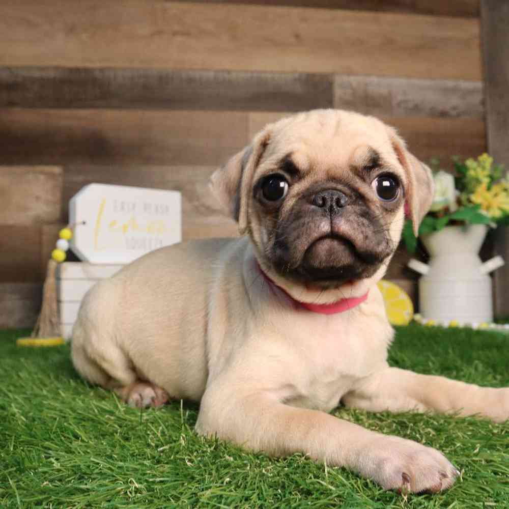 Image of a pet breed in the gallery