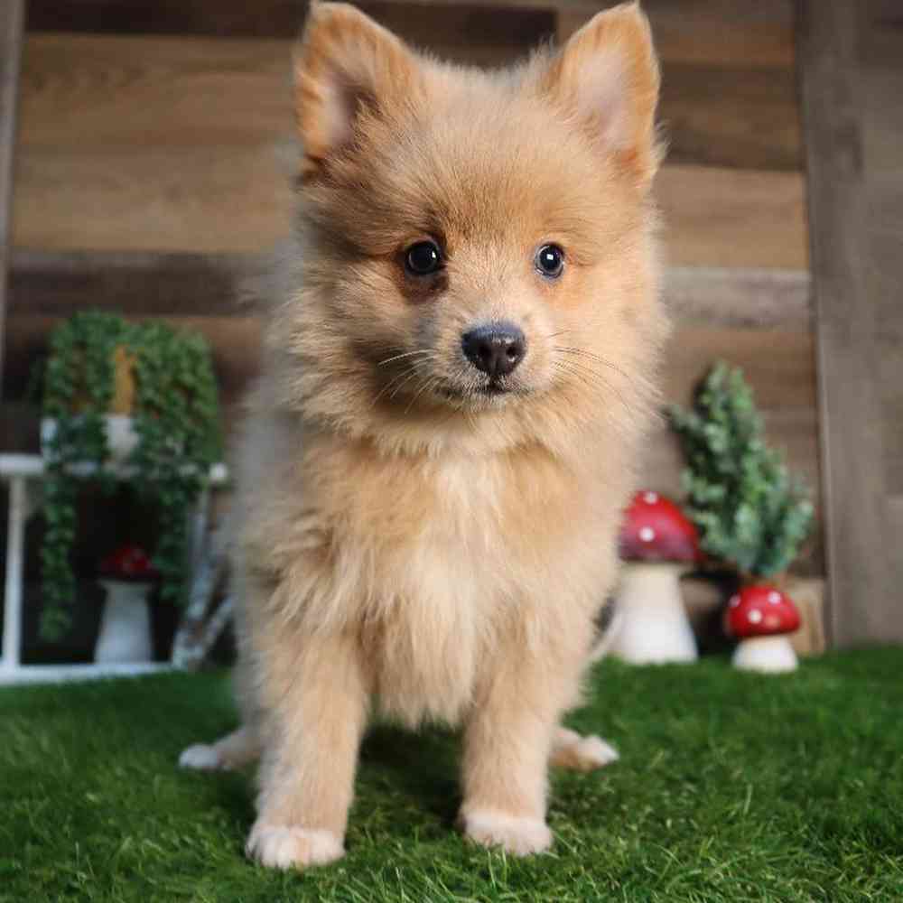 carousel pet images