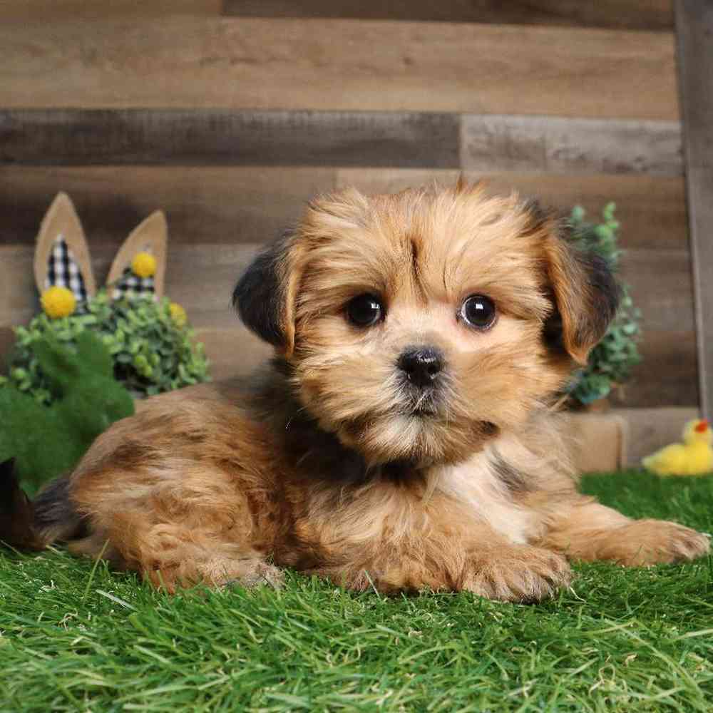 Male Shorkie Puppy for Sale in Blaine, MN
