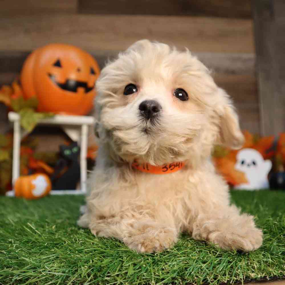 Male Maltipoo Puppy for Sale in Blaine, MN