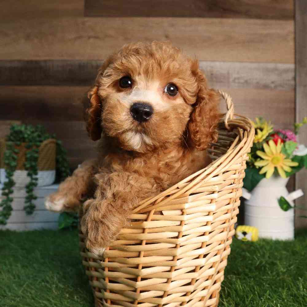 carousel pet images