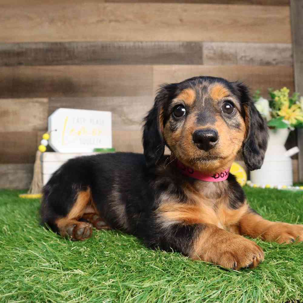 Male Dachshund Puppy for Sale in Blaine, MN