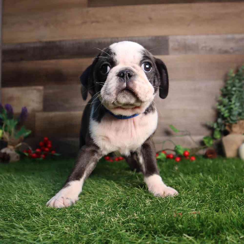 Male Pug Puppy for Sale in Blaine, MN