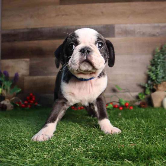 Pugsley