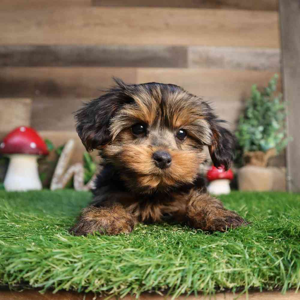 Male Yorkshire Terrier Puppy for Sale in Blaine, MN