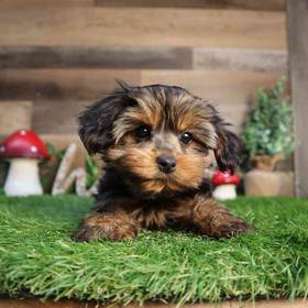 Yorkshire Terrier