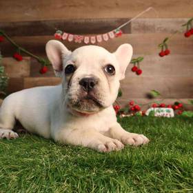 French Bulldog