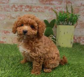Cavapoo