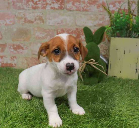 Jack Russell Terrier