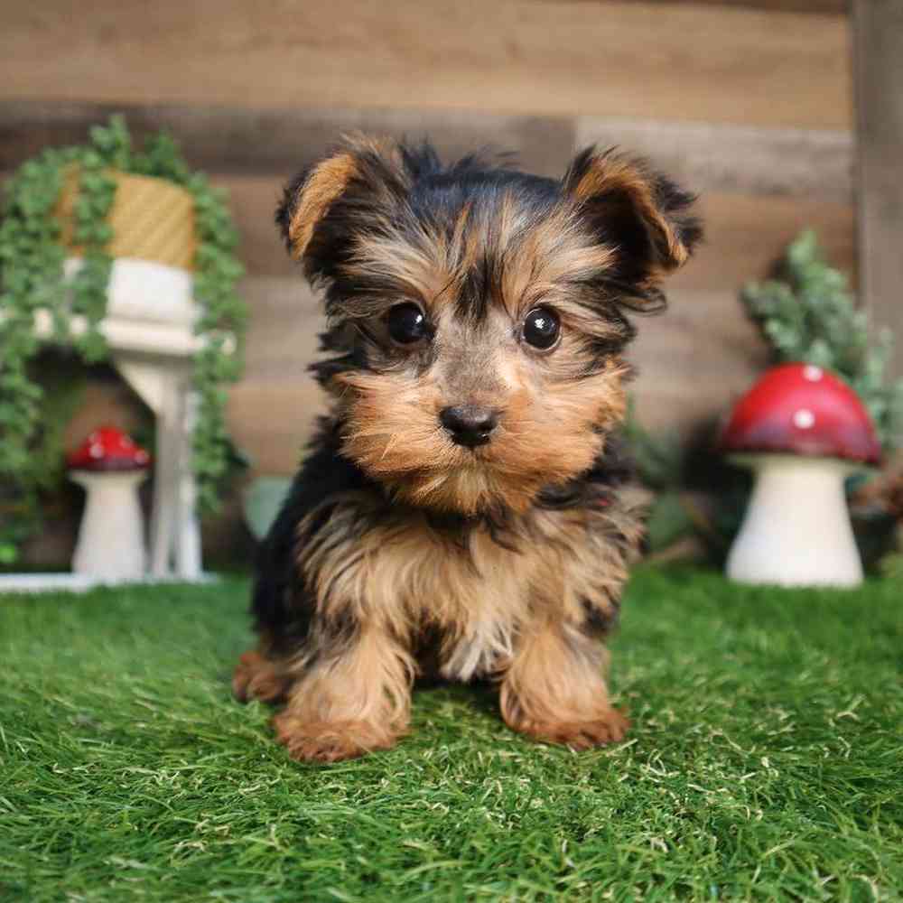 Male Yorkshire Terrier Puppy for Sale in Blaine, MN