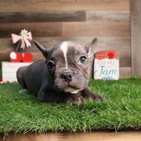 French Bulldog