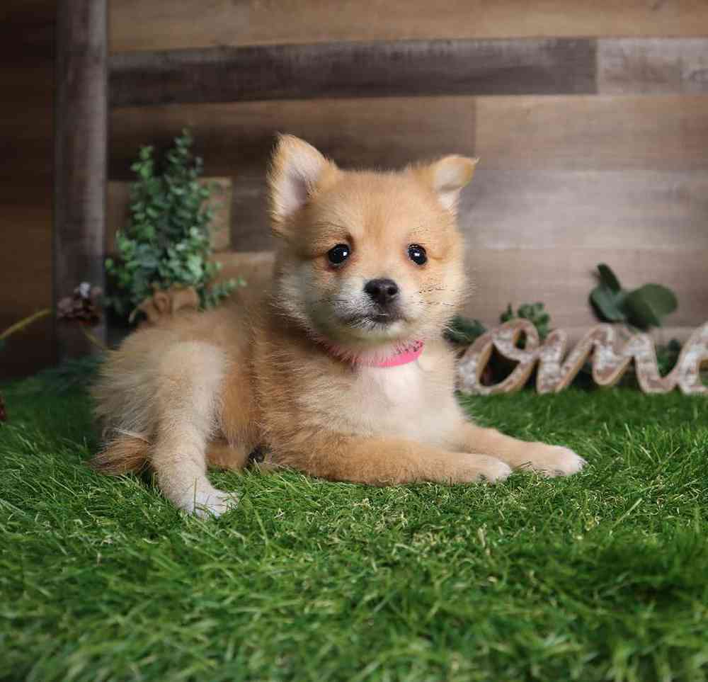 carousel pet images