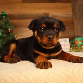 Rottweiler