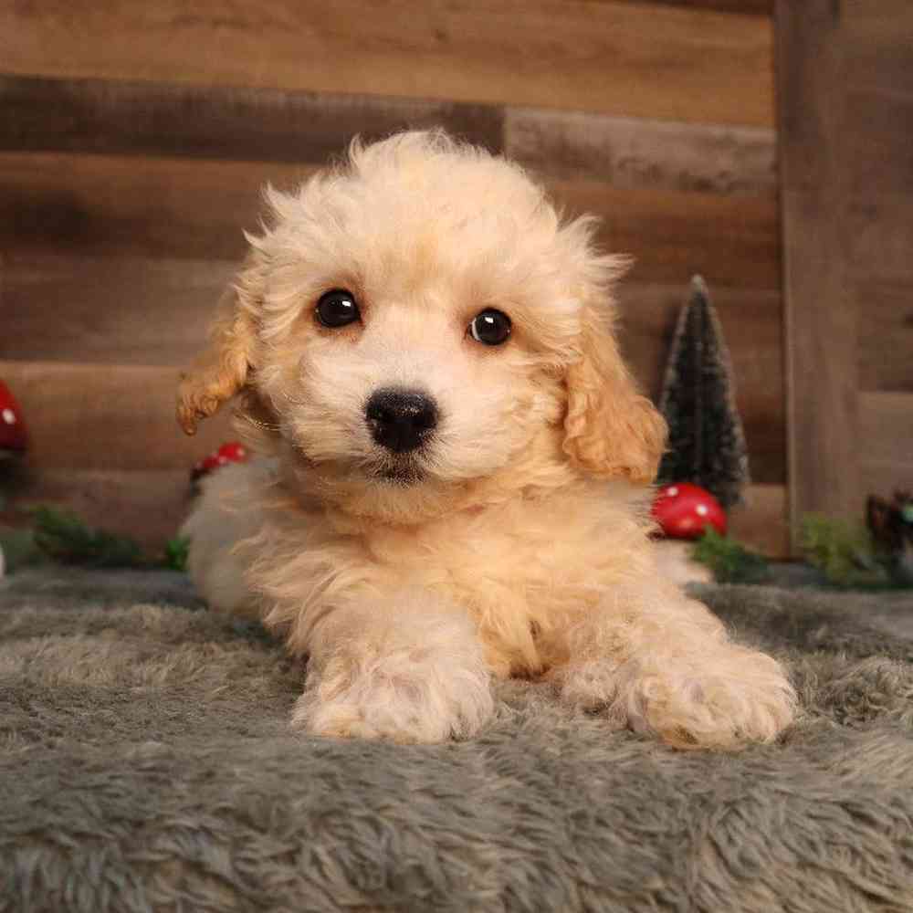 Female Poodle Puppy for Sale in Blaine, MN