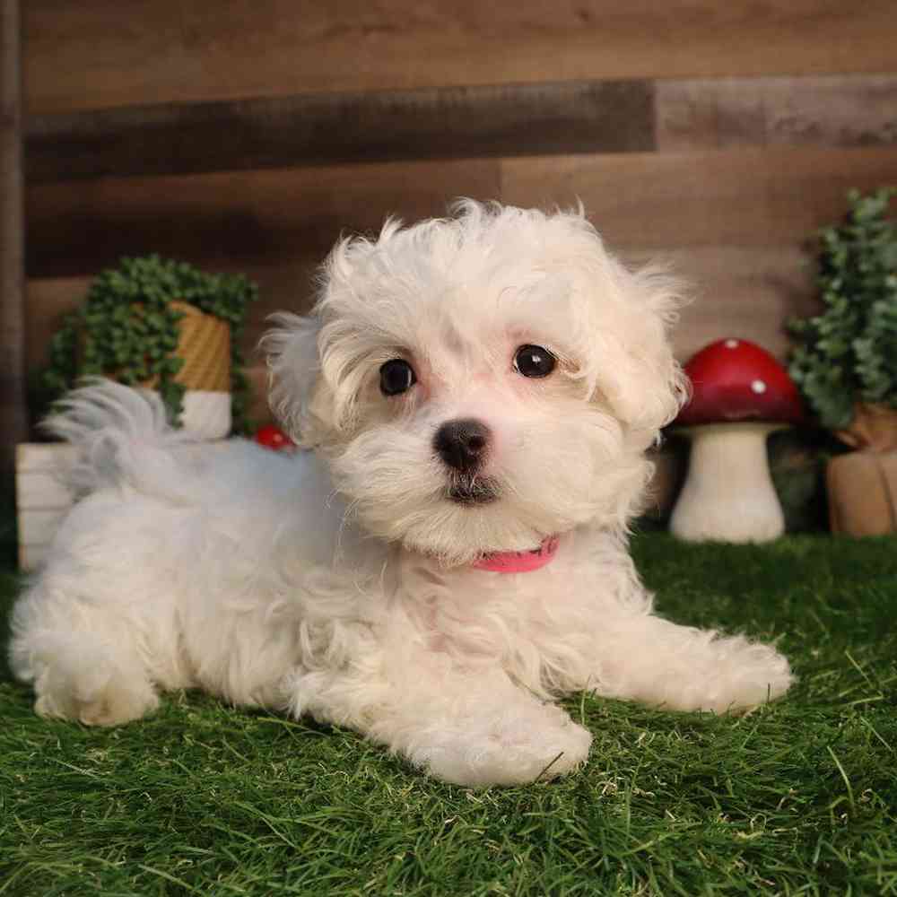 Female Maltese Puppy for Sale in Blaine, MN