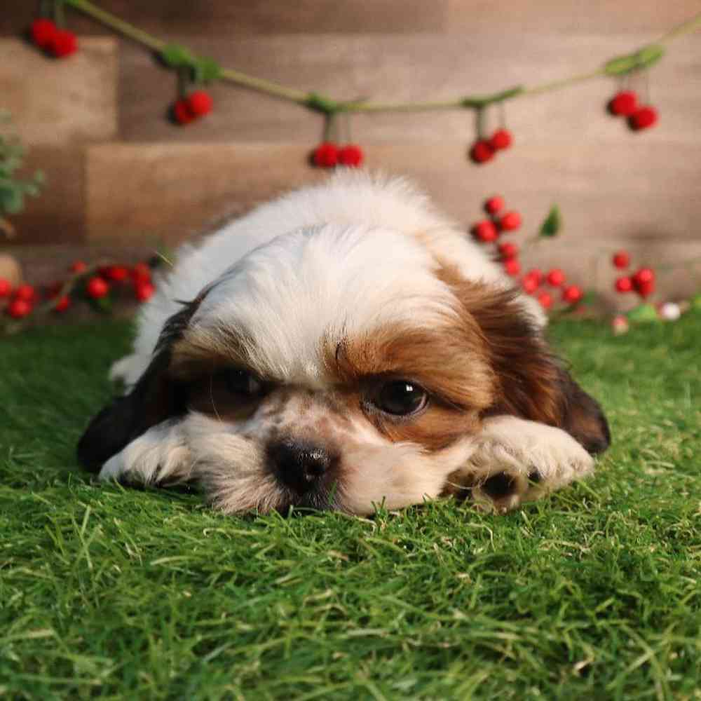 Male Shih Tzu Puppy for Sale in Blaine, MN