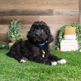 Mini Poodle