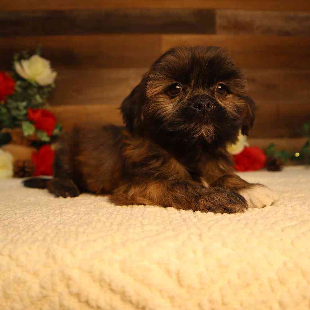 Female Shorkie Puppy for Sale in Blaine, MN