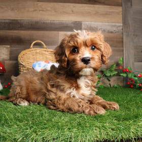 Cavapoo