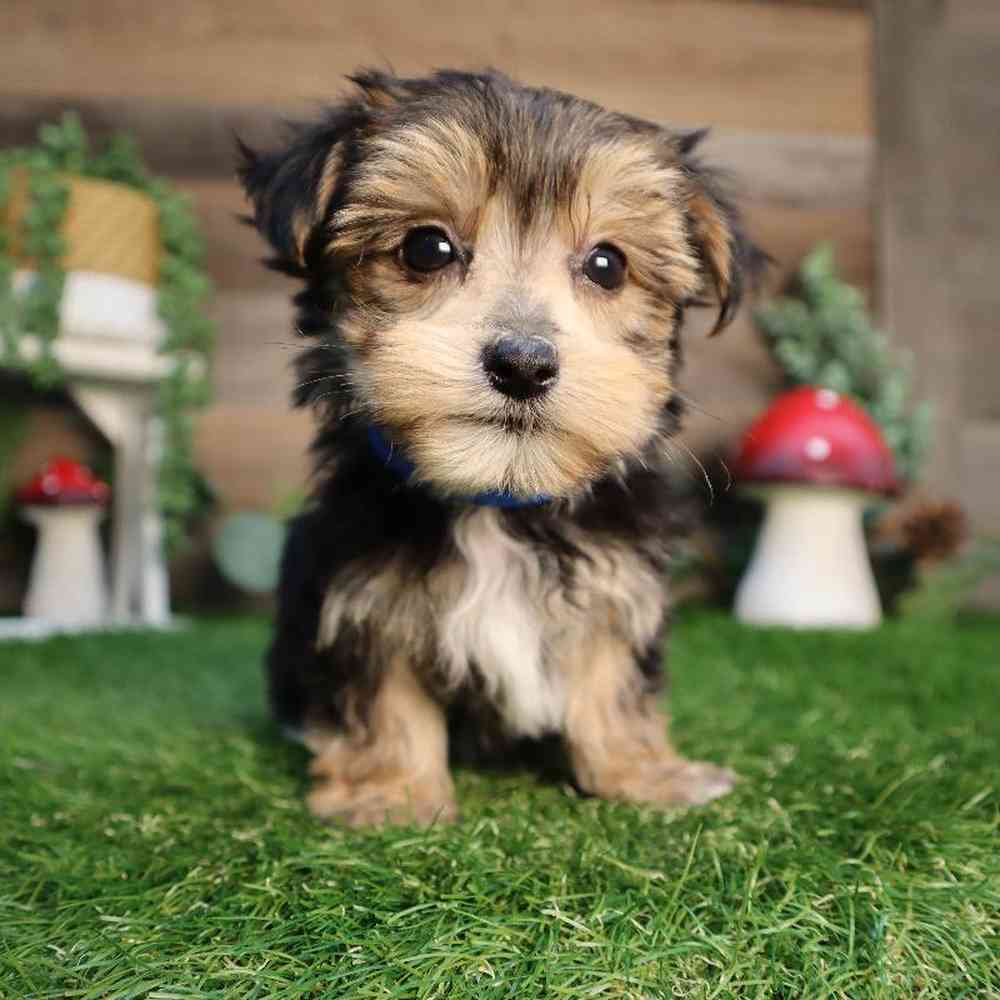 Male Morkie Puppy for Sale in Blaine, MN