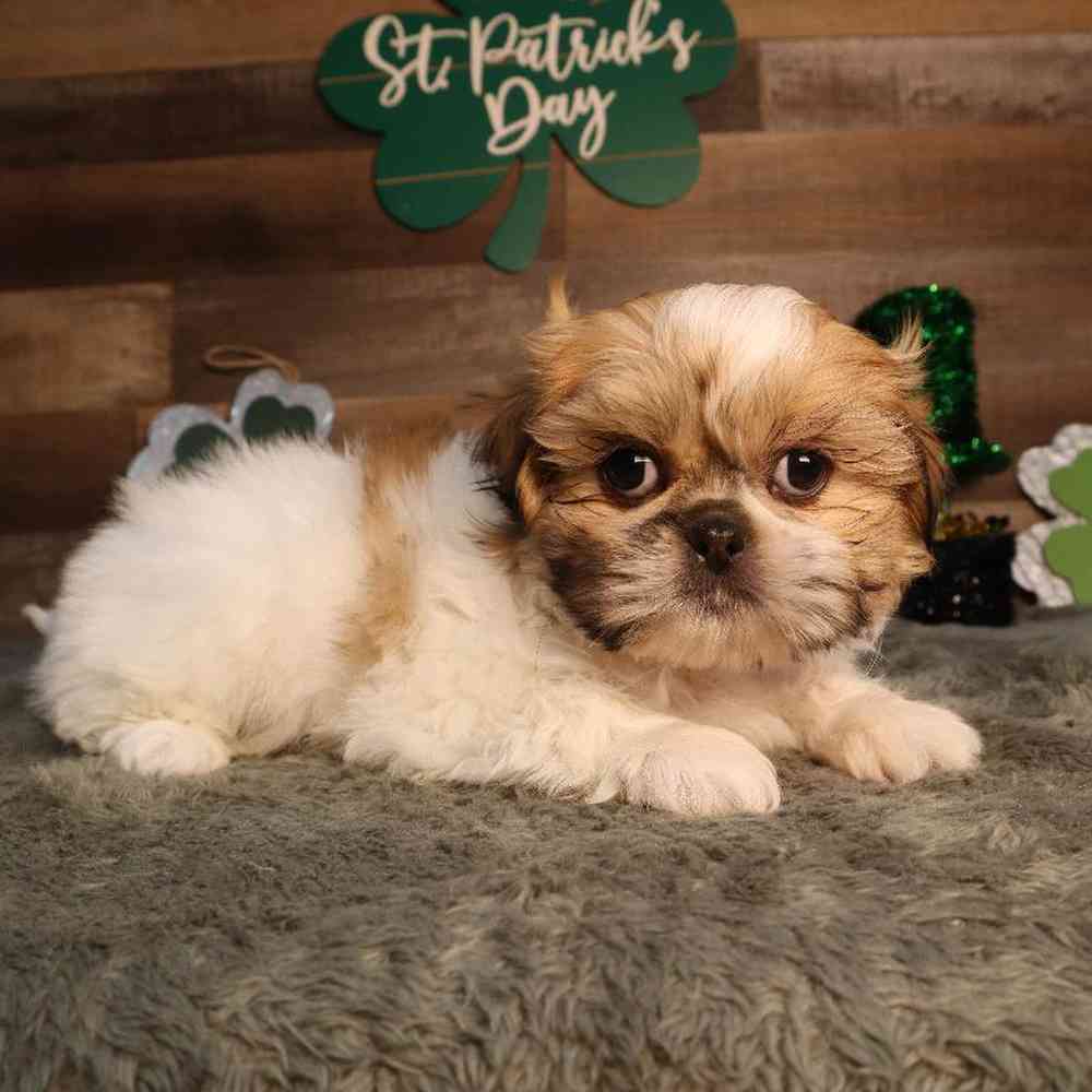 Female Shih Tzu Puppy for Sale in Blaine, MN