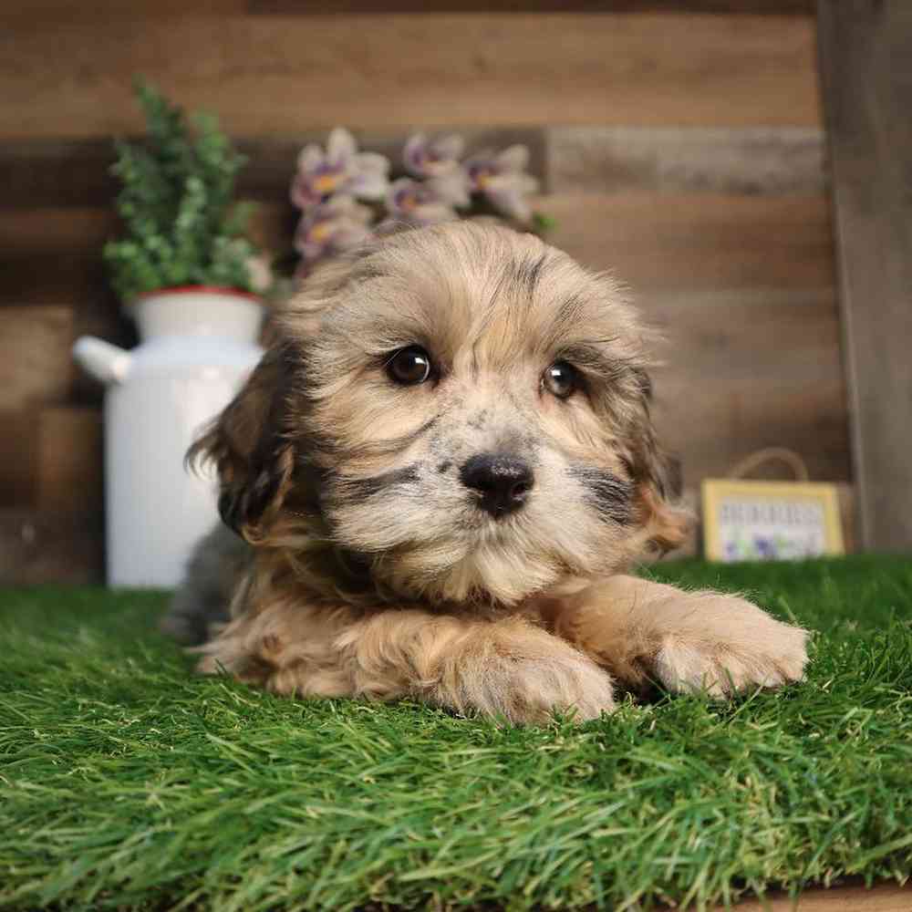 carousel pet images