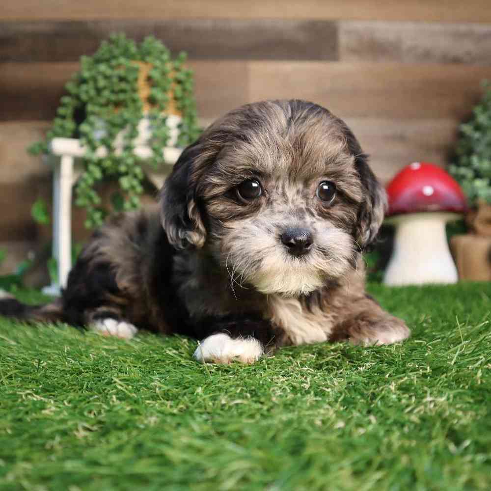 Female Shipoo Puppy for Sale in Blaine, MN