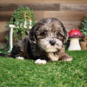 Shipoo