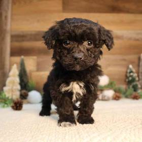 Mini Poodle